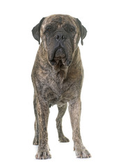 bull mastiff in studio