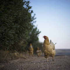 Chickens crossing the road

