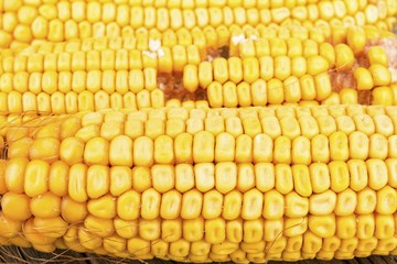 Dried corn on wooden background. Macro shot.