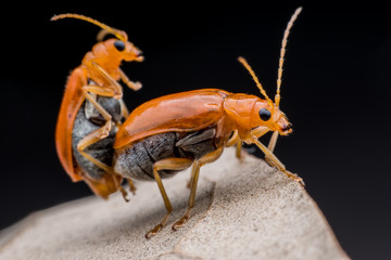 Cucumber or Cucurbit  beetle  mating on dried leaf