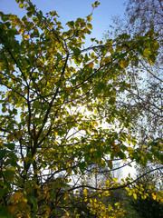 Beautiful forest trees in the morning sunshine/Beautiful forest trees in the morning sunshine