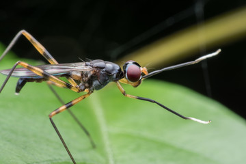 Close up long leg fly