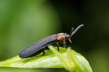 Insect on green leaf