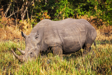 Obraz premium African rhinoceros 