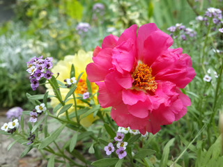 Beautiful garden pink moss rose flower/Beautiful garden pink moss rose flower