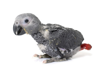 baby gray parrot