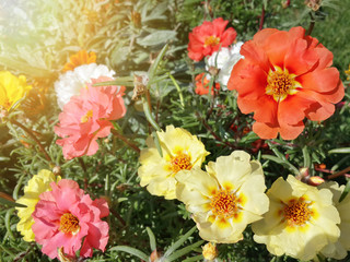 Obraz na płótnie Canvas Beautiful garden yellow, orange and pink moss rose flowers/Beautiful garden yellow, orange and pink moss rose flowers