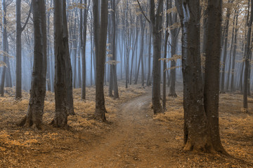 Romantic trail in foggy forest