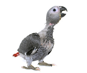 Naklejka premium baby gray parrot