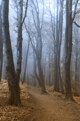 Fairy tale road into the forest