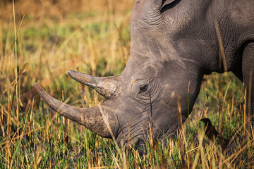 African rhinoceros  
