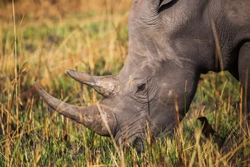 Crédence de cuisine en verre imprimé Rhinocéros African rhinoceros  
