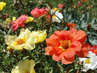 Beautiful garden yellow and orange moss rose flowers/Beautiful garden yellow and orange moss rose...