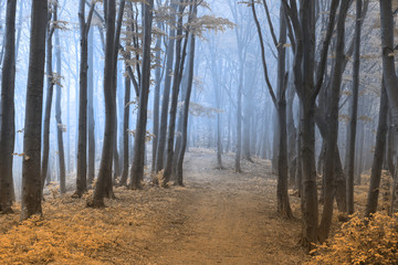 Spooky blue mist int he forest
