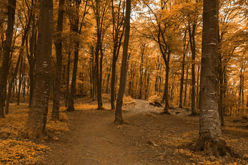 Beautiful romantic trail in the forest during autumn