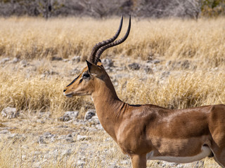 Naklejka na ściany i meble Springbok in Etosha National Park, Namibia