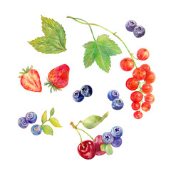 Hand drawn illustration of berries. Botanical watercolor painting.