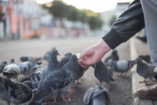 pigeons eat crumbs from a hand of the person