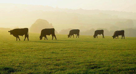 Herd of cows grazing on a farmland in Devon, England