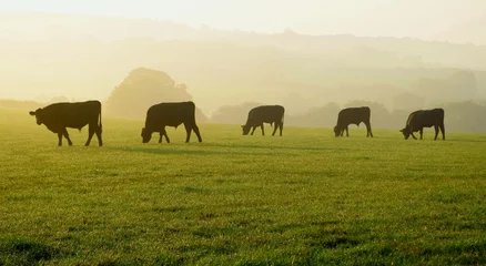 Foto op Canvas Kudde koeien grazen op een landbouwgrond in Devon, Engeland © Savo Ilic