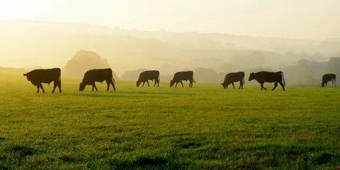 Foto op Plexiglas Kudde koeien grazen op een landbouwgrond in Devon, Engeland © Savo Ilic