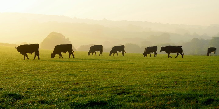 Herd of cows grazing on a farmland in Devon, England