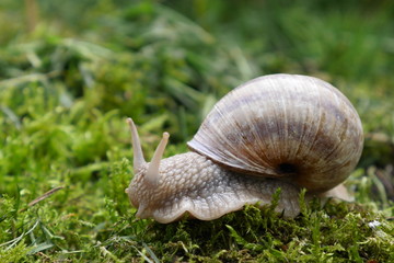 Weinbergschnecke