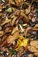 The fallen autumn leaves, carpeted the road