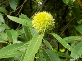 Immature chestnut on chestnut tree in garden during autumn