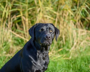 Black Labrador Retriever