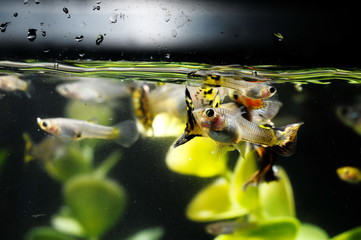 Guppy Multi Colored Fish