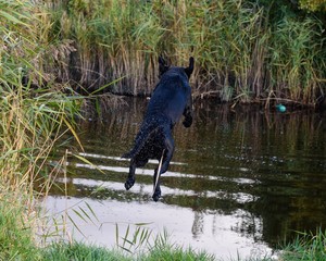 Obraz na płótnie Canvas Black Labrador Retriever