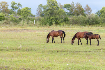 Two horses and a foal graze in the meadow  
