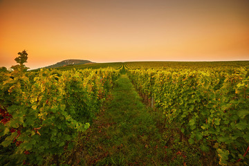 Fototapeta na wymiar Fields with vineyards at sunset. Toned