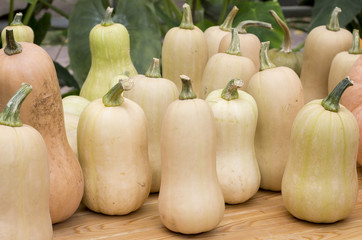 Oblong pumpkins in the shape of a vase on a seasonal fair of pro