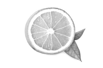 Drawn Sketch painting orange painting on white background. Illustration of fruit orange with leaves Black and white