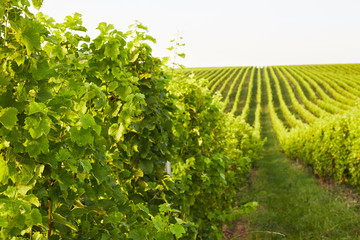 Fototapeta na wymiar Rows of grape vines in Mikulov
