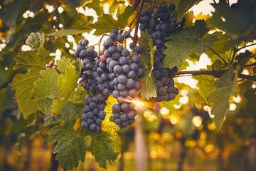 Grape vines at sunset