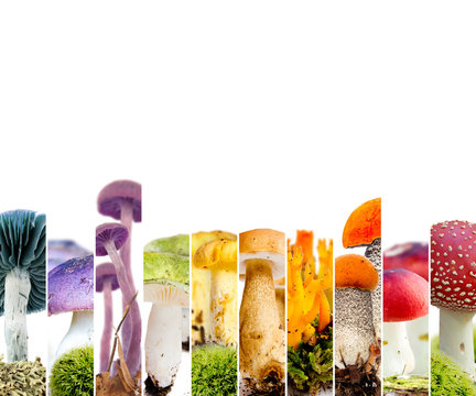 Various Mushroom Mix
