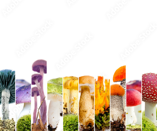Various - Mushroom 01 Various - Mushroom 01