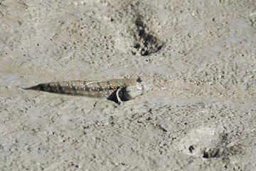 Portrait of a Blue Spotted Mud Skipper