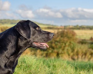 Black Labrador Retriever