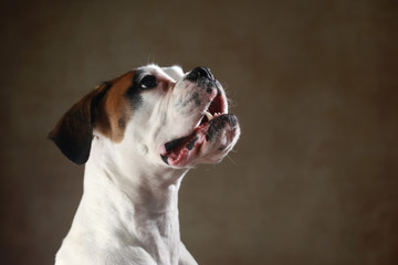 Deutscher Boxer im Studio