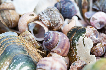 abstract photo. cluster of mollusk shells on the shore closeup