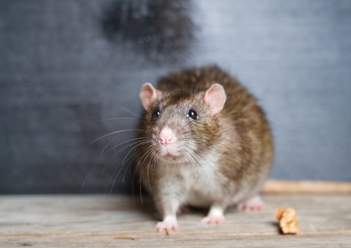 Hand rat sitting on a wooden table