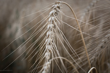 Ears of ripe wheat growing in field. Shallow depth of field.