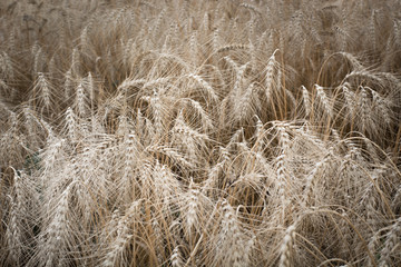 Ears of ripe wheat growing in field. Shallow depth of field.