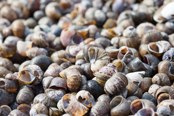 abstract detailed photo. cluster of mollusk shells on the shore closeup