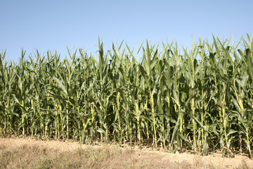 Pace Alencon France - August 2016 - Maize growing in a field on farmland in the French countryside