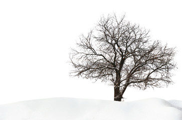 Tree without leaves with snow on white background.
